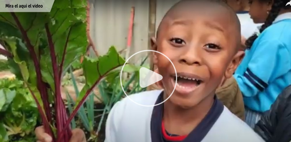 Niño mostrando una planta del huerto